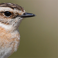Whinchat